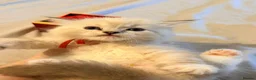 Ragdoll cats for sale: 3 tica reg male ragdolls  - Advert 3