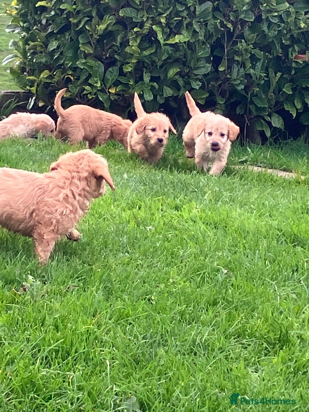 Labradoodle dogs for sale: Labradoodle  - Image 5