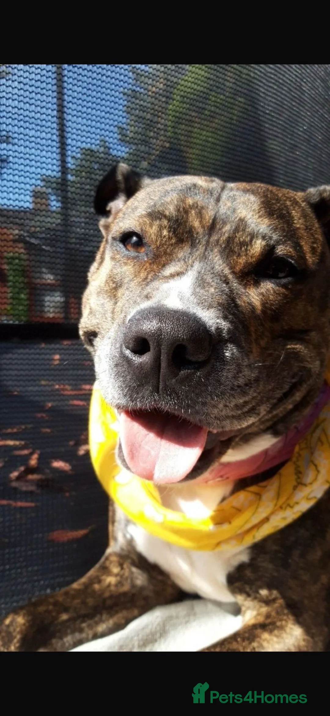 Staffordshire Bull Terrier dogs for sale: Pure staff in Egham - Advert 8