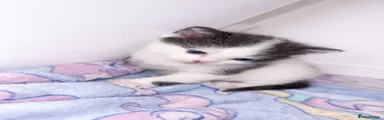 Domestic Shorthair Kitten 1