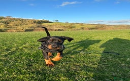 Dobermann dogs for sale: Pregnancy Confirmed - European Doberman Puppies - Image 10