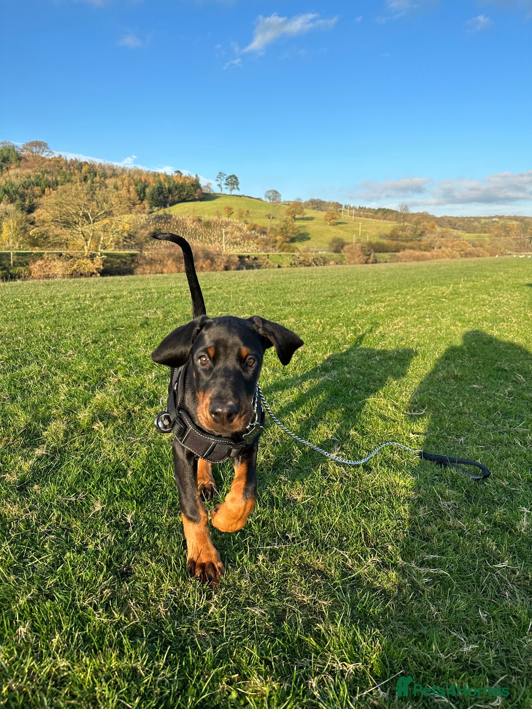 Dobermann dogs for sale: Pregnancy Confirmed - European Doberman Puppies - Image 10