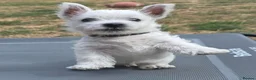 West Highland Terrier dogs for sale: 3 beautiful KC registered boys - Advert 6