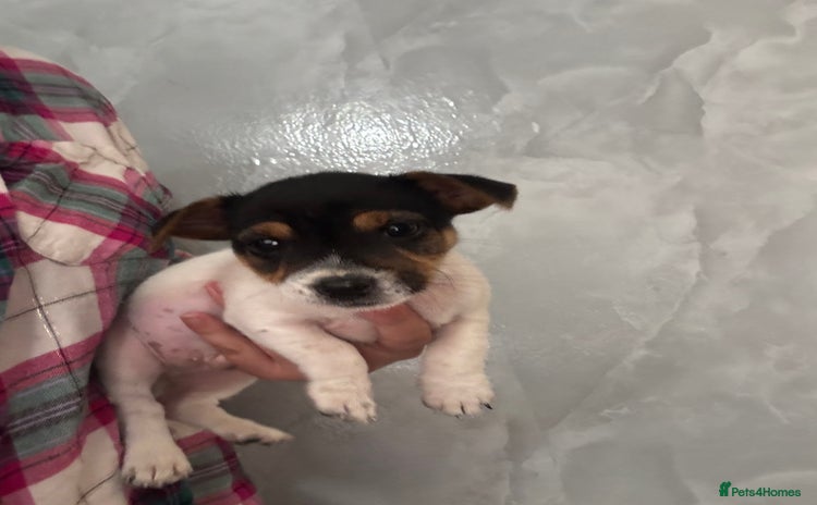 Jack Russell dogs - Advert 13