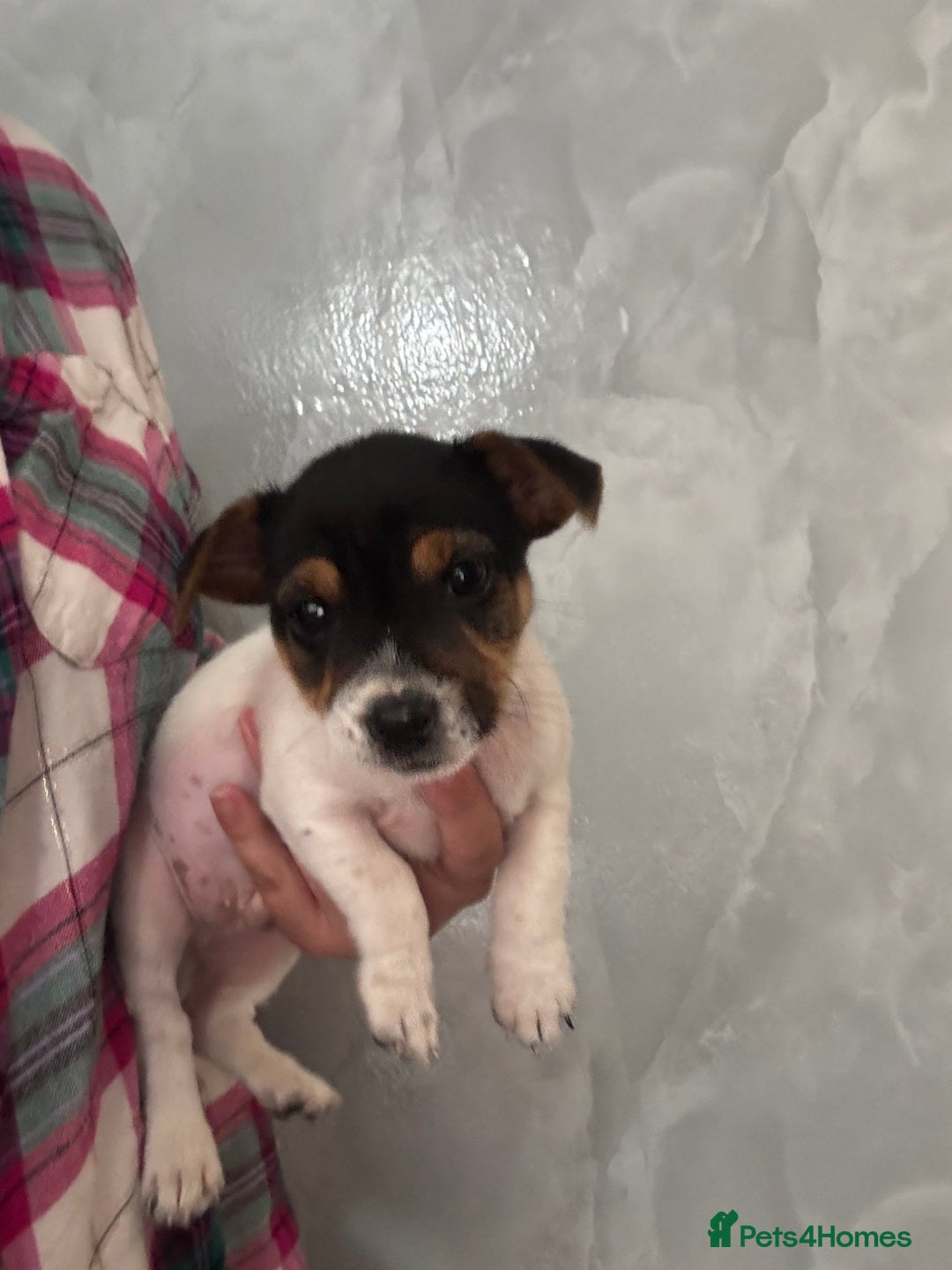 Jack Russell dogs for sale: 3 traditional Jack Russell boys  - Image 1