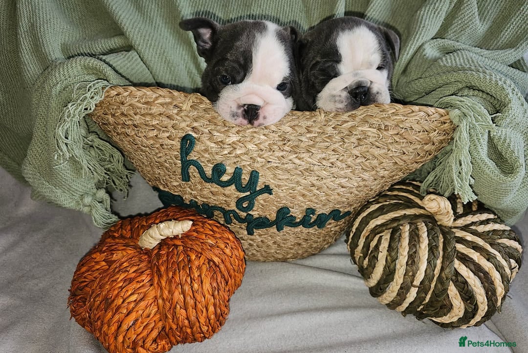 English Bulldog dogs Adorable English Bulldog Puppies - Advert 1