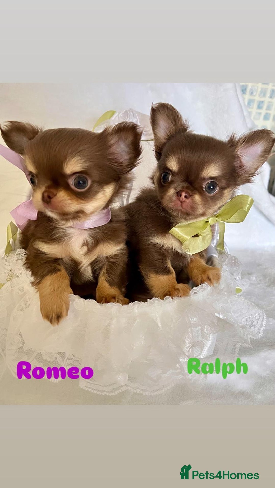 Chihuahua dogs for sale: Gorgeous chocolate Russian lines boy - Image 15