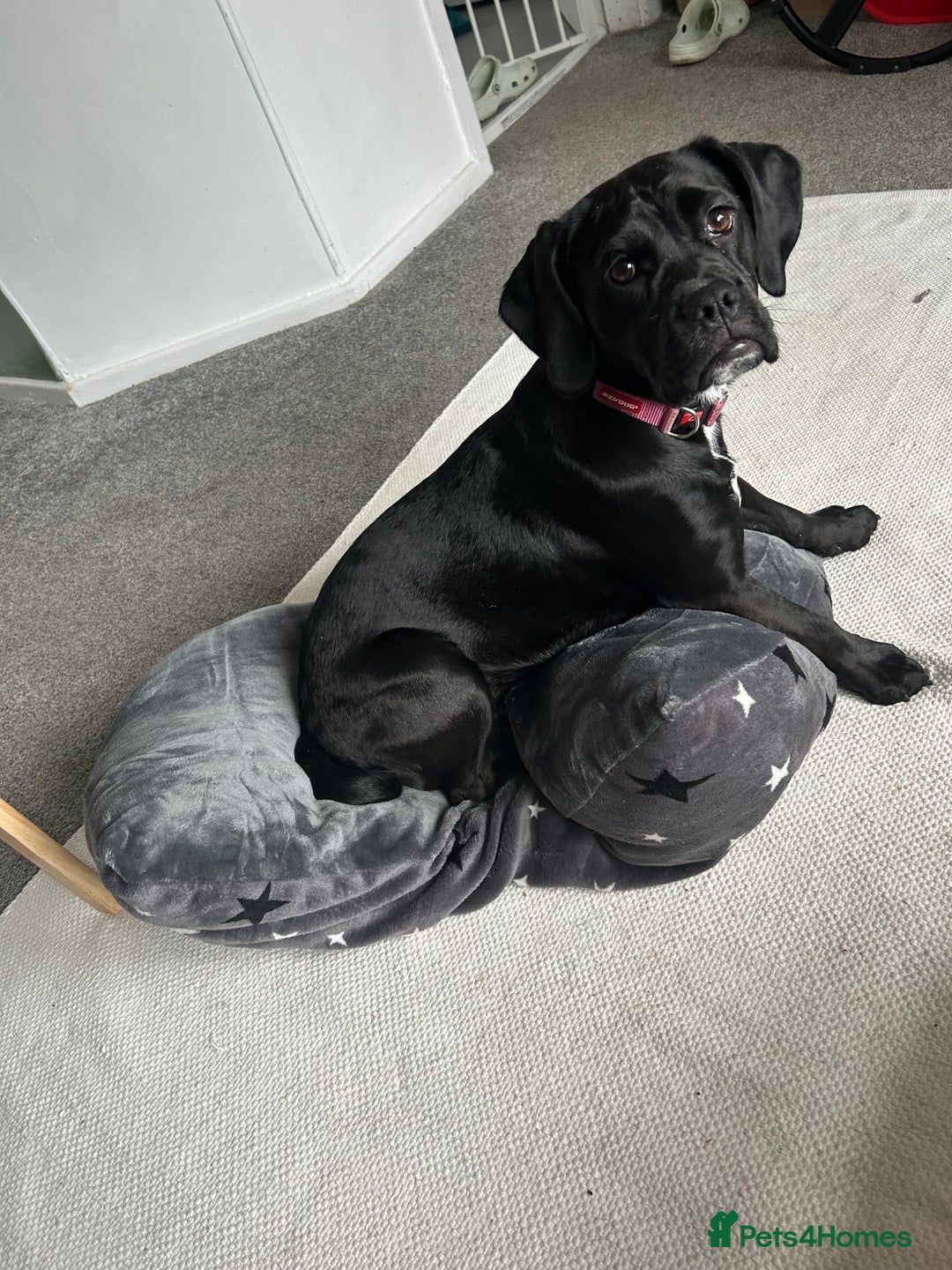 Mixed Breed dogs for sale: Cocker spaniel x bulldog - Image 1