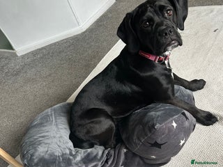 Mixed Breed dogs - Advert 16