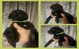 Cane Corso dogs for sale: Chunky blue cane corso pups - Image 4