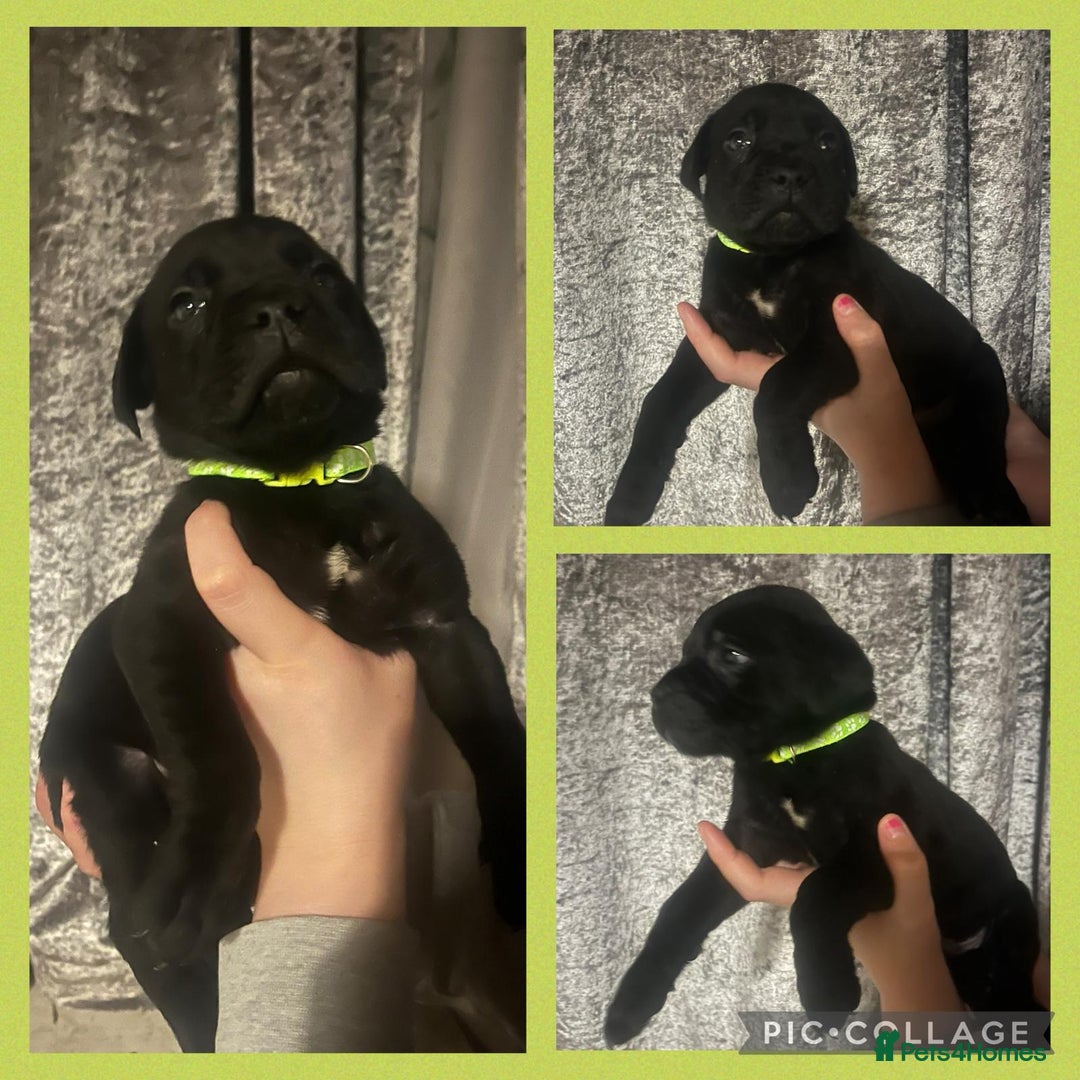 Cane Corso dogs for sale: Chunky blue cane corso pups - Image 4