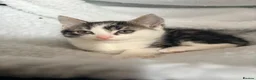 Mixed Breed cats for sale: Kittens  - Advert 10