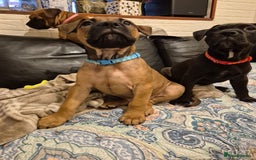 Mixed Breed dogs for sale: Bullmastiff x puppies 🐶  - Advert 26