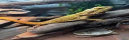 Dragon reptiles for sale: 4 year old male Beardie - Advert 1