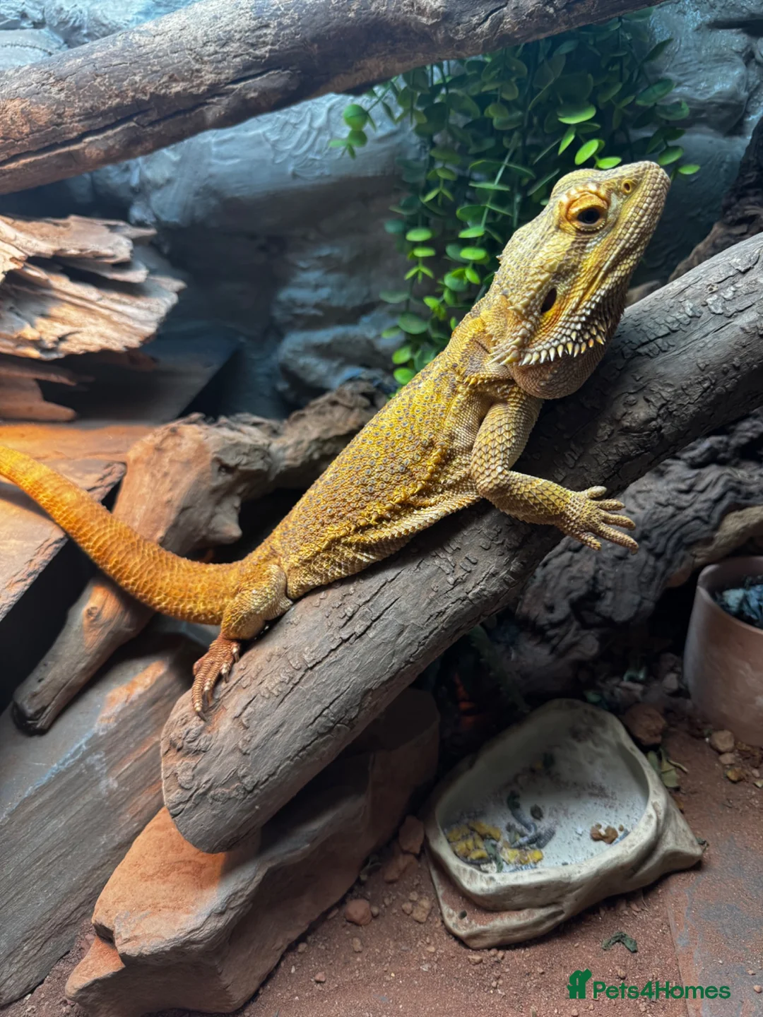 Dragon reptiles for sale: 4 year old male Beardie - Advert 1