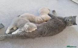 Scottish Fold cats for sale: 🐾 Adorable Scottish Kittens Seeking Loving Homes - Image 11