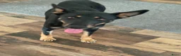 Mixed Breed dogs for adoption: Sweet Lilly is looking for LOVE - Advert 9