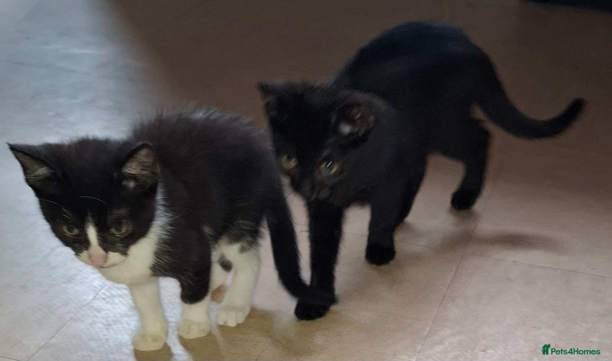 Domestic Shorthair cats 13 Week Old Black & White Male Kitten. - Advert 17