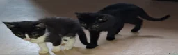 Domestic Shorthair cats for sale: Available Now! 11 Week Old Kittens x3 - Advert 2