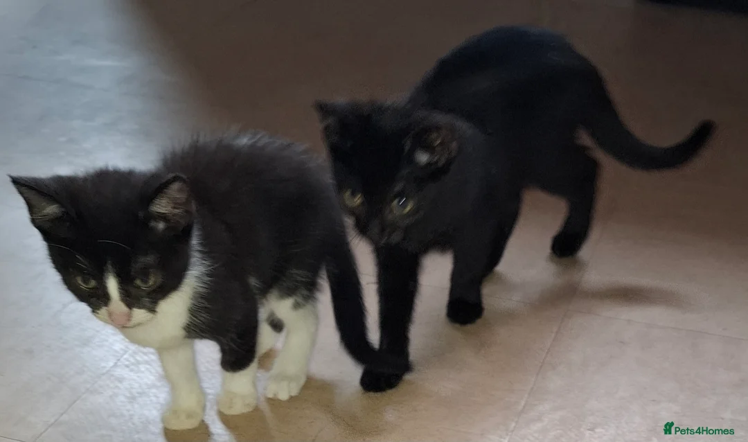 Domestic Shorthair cats for sale: Available Now! 11 Week Old Kittens x3 - Advert 2