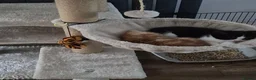 British Shorthair cats for sale: Adorable kittens from a loving home - Advert 15