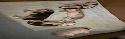 Siberian Husky dogs for sale: Siberian husky pups in Sutton-in-Ashfield - Advert 10