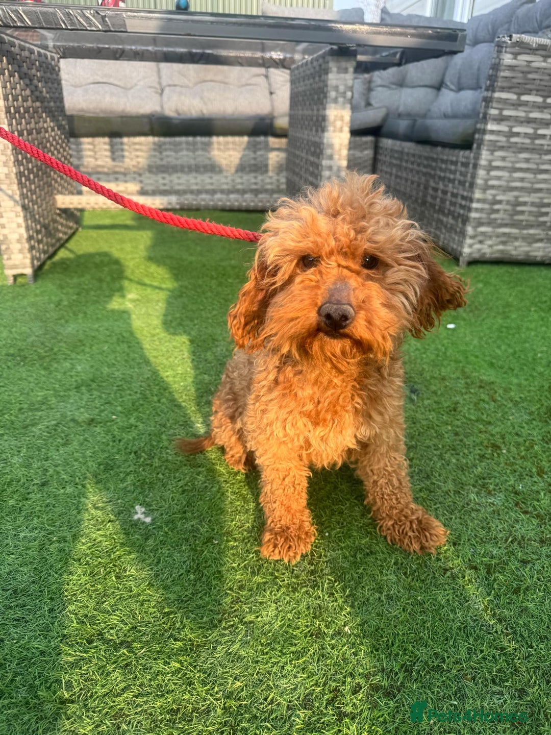 Cockapoo dogs for sale: Golden Cockapoo Girl for rehoming  - Image 1