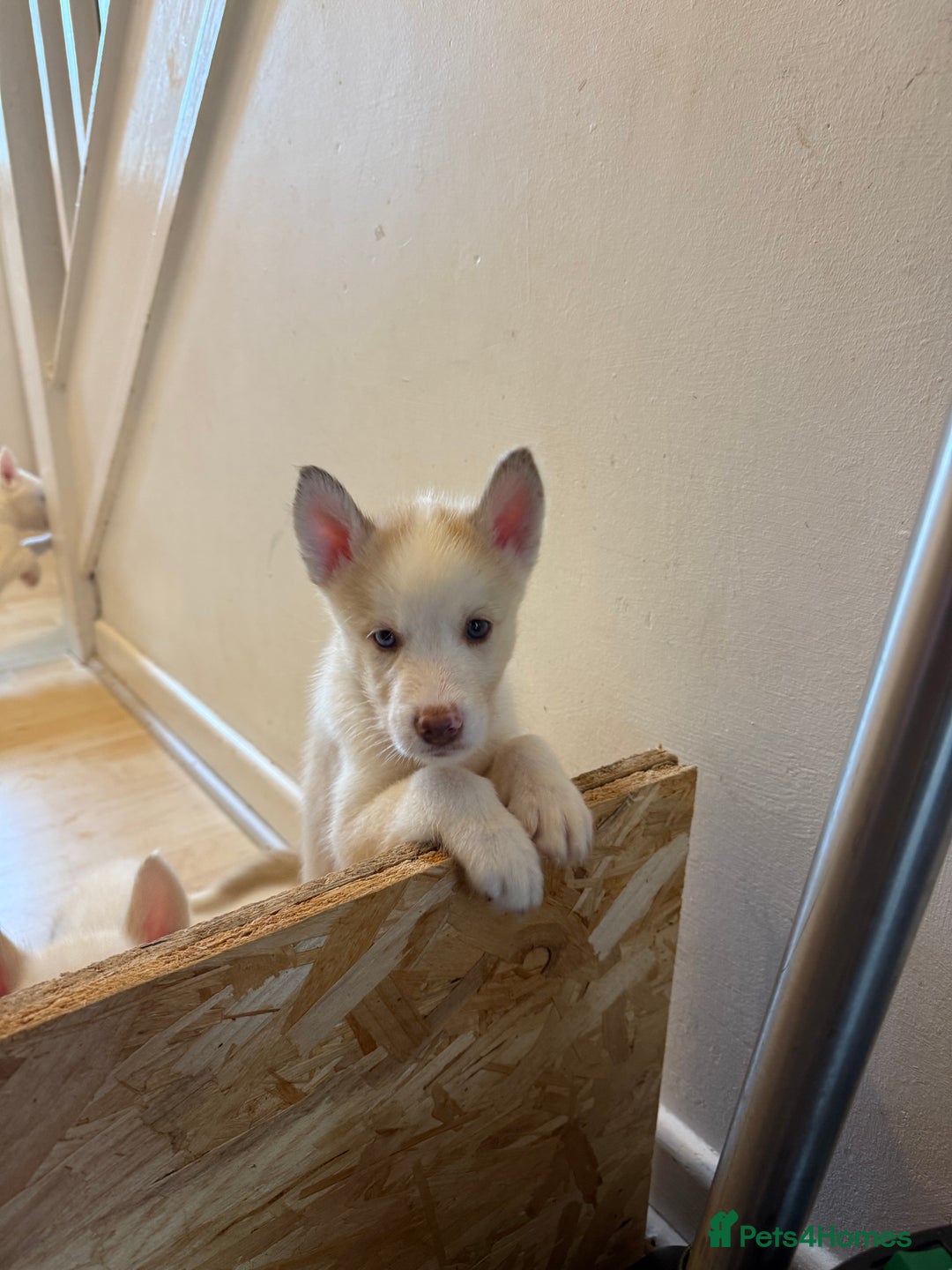 Siberian Husky dogs for sale: 2 stunning Siberian husky puppies for sale - Image 22