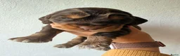Cocker Spaniel dogs for sale: KC Reg, health tested Chocolate Puppies - Advert 18