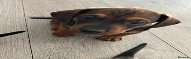 Dachshund 4