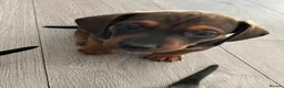 Dachshund dogs for sale: Beautiful miniture dachshund puppies  - Advert 20