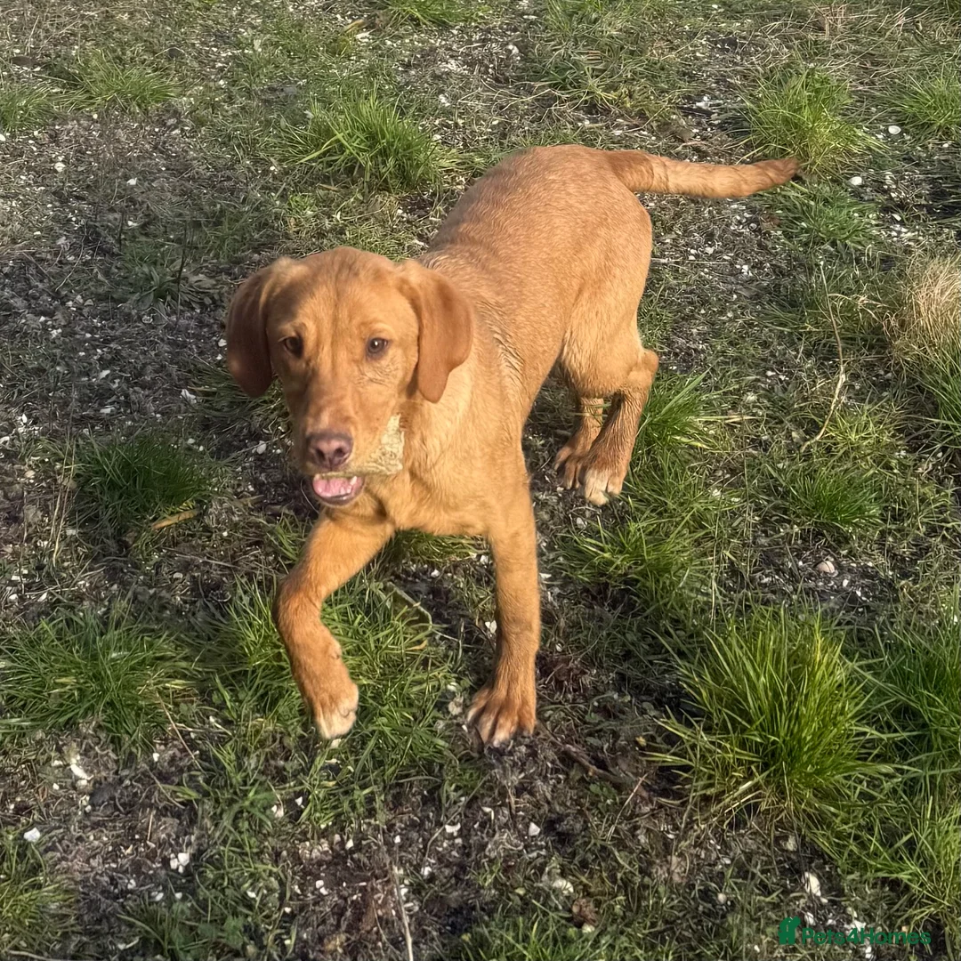 Labrador Retriever dogs for sale: 🧡 Older Yellow & Red RKC Labrador Boys 💛 - Advert 31