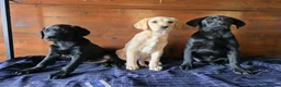 Labrador Retriever dogs for sale: Gorgeous litter of labrador puppies  - Advert 4