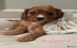 Cavapoo dogs for sale: 8 F1 dna health tested Cavapoos  - Image 5