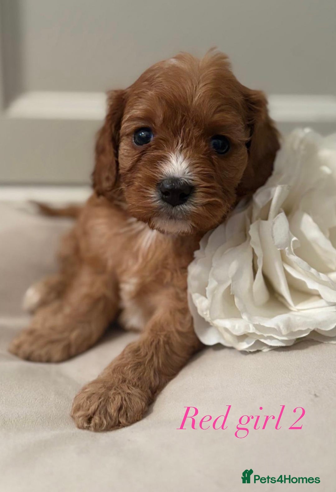 Cavapoo dogs for sale: 8 F1 dna health tested Cavapoos  - Image 5