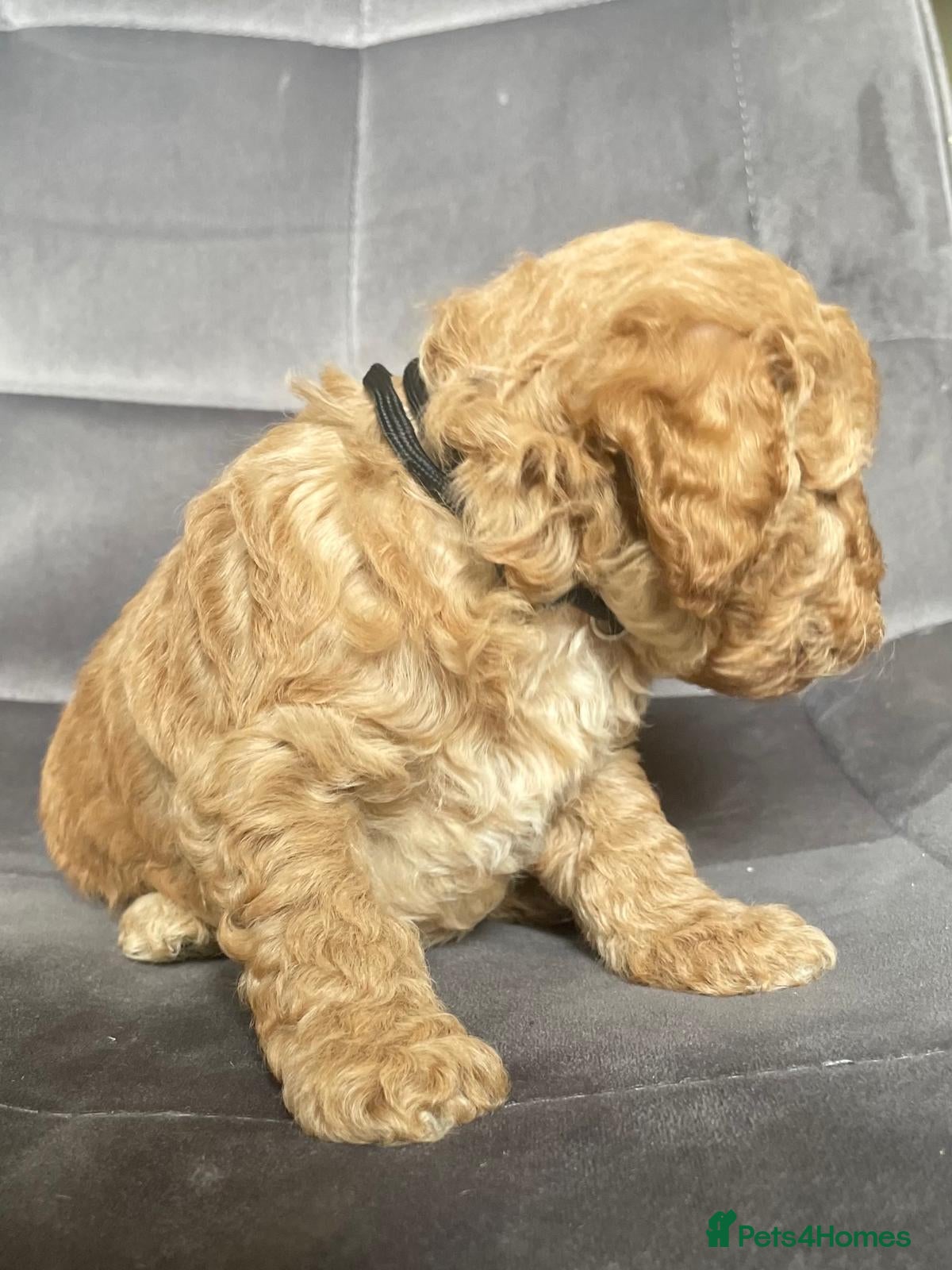 Miniature Poodle dogs High-Standard Miniature Poodle Boys– Ready Soon - Advert 2
