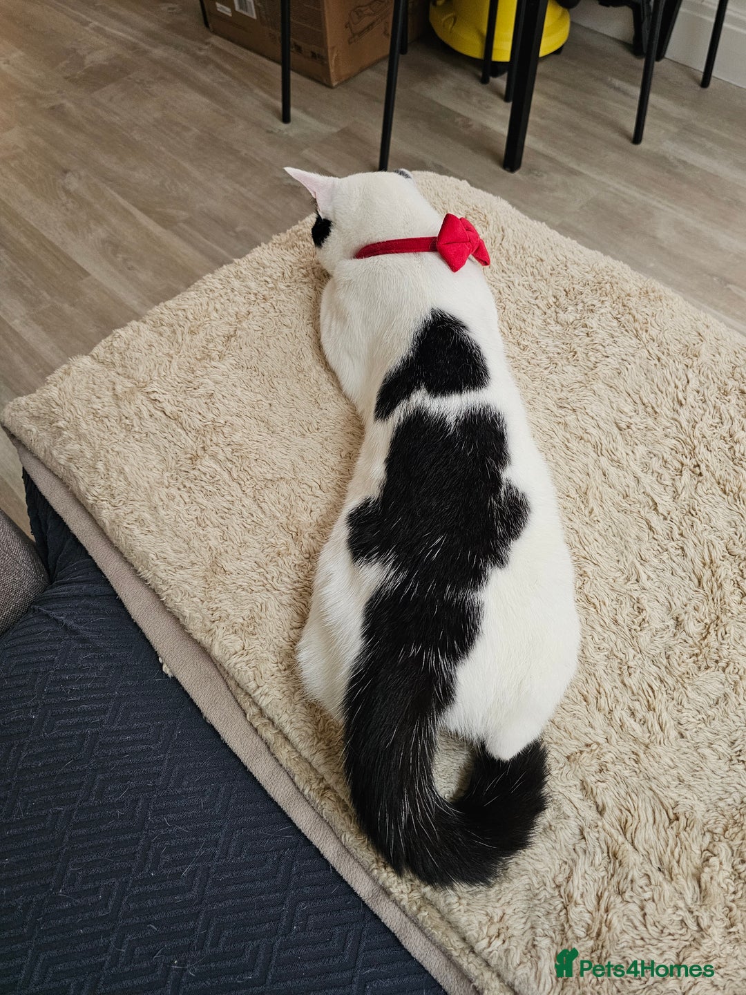 Domestic Shorthair cats for sale: Goku Male Cat - Advert 2