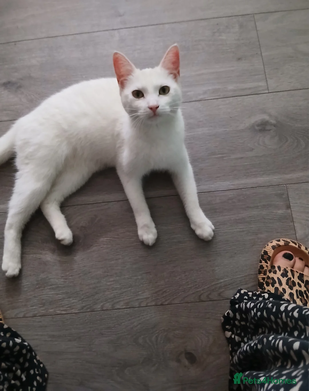 Mixed Breed cats for sale: Beautiful kittens - Advert 7