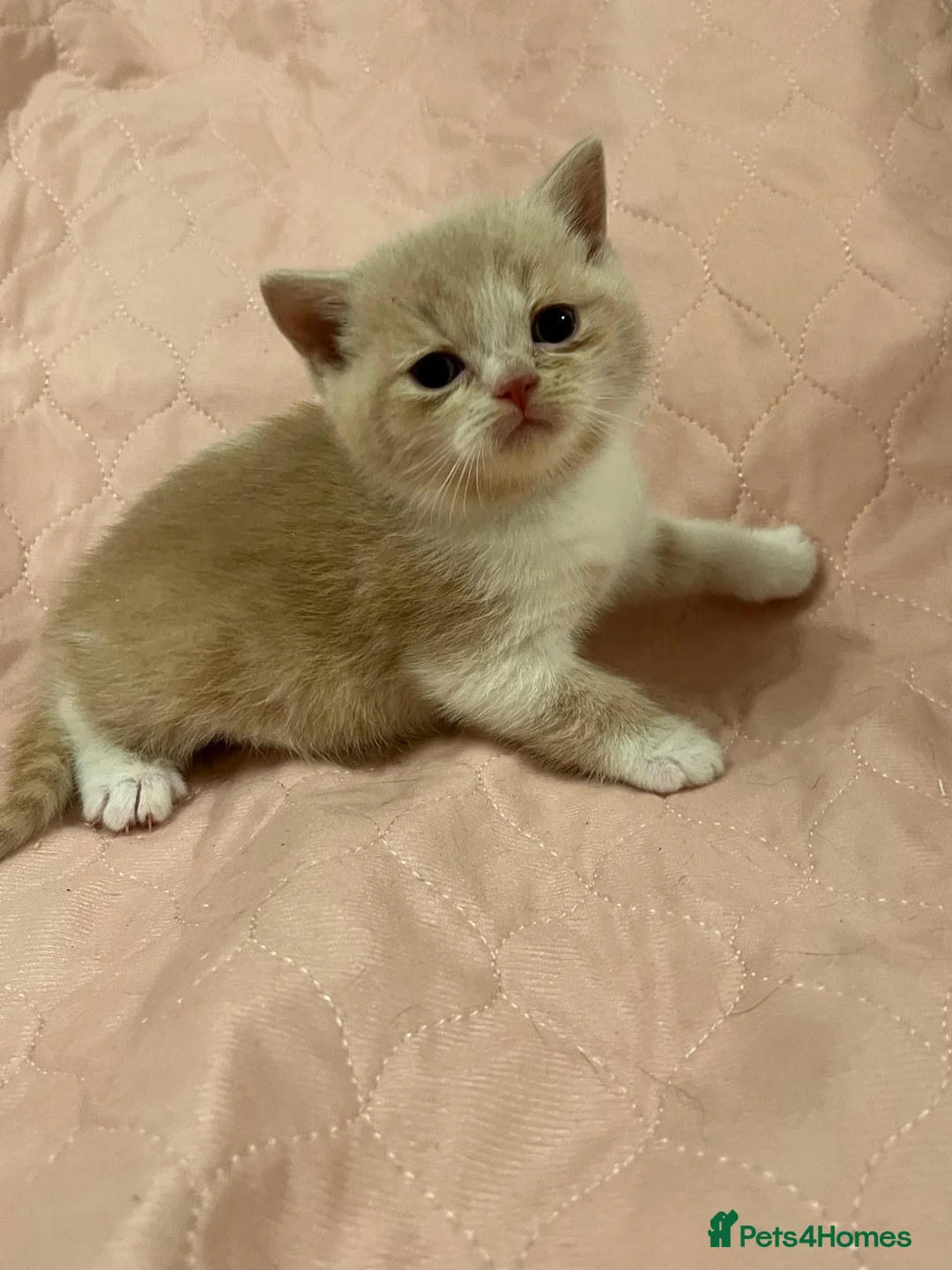 British Shorthair cats for sale: TICA registered BSH kittens  - Advert 2