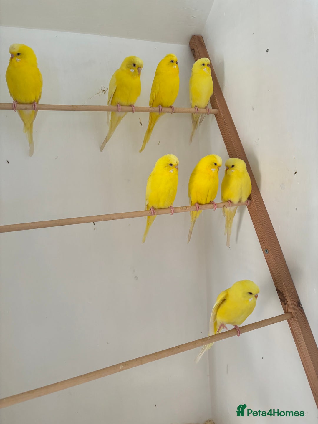Budgerigars birds for sale: Lutino budgies  - Advert 6