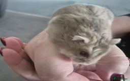Hamster rodents for sale: Drawf hamster, female - Image 2
