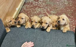 Labrador Retriever dogs for sale: Stunning fox red labrador puppies for sale - Image 14