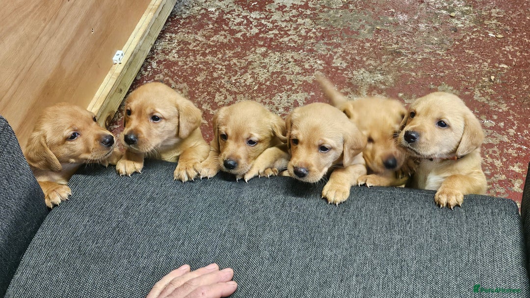 Labrador Retriever dogs for sale: Stunning fox red labrador puppies for sale - Image 14