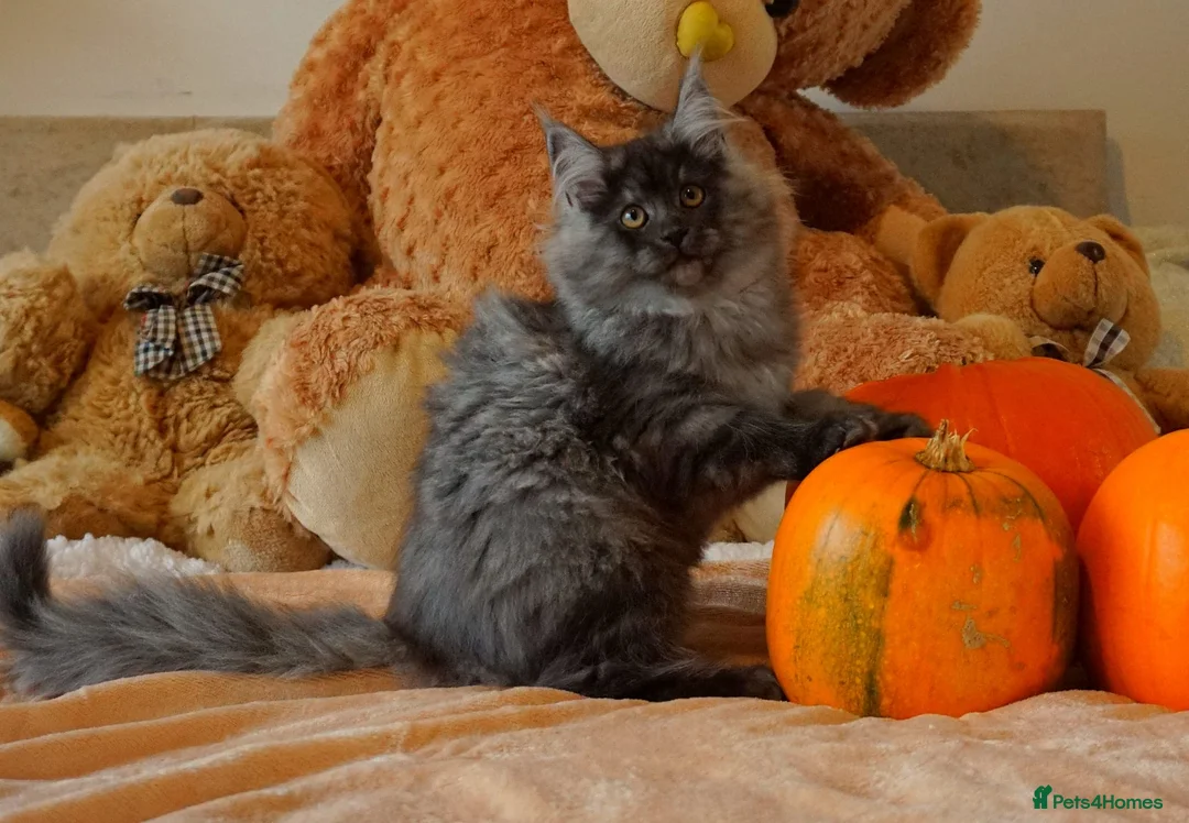 Maine Coon cats for stud: Proven GCCF & TICA Black Smoke stud in Bolton - Advert 14