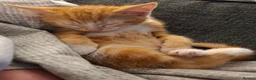 Mixed Breed cats for sale: Rare ginger female kitten - Advert 7