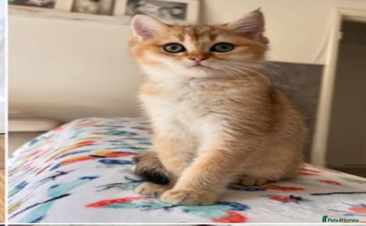 British Shorthair cats - Advert 12
