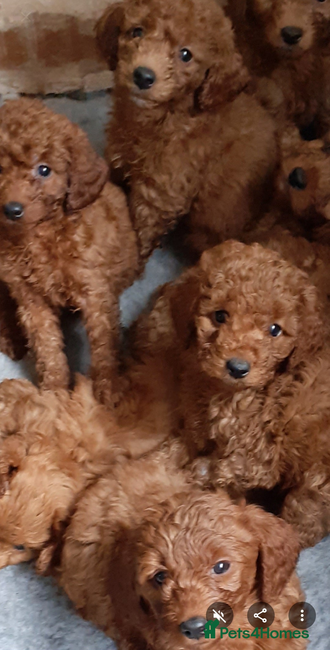 Cockapoo dogs for sale: Ready Now F1b Fox Red Curly Cuties - Image 9