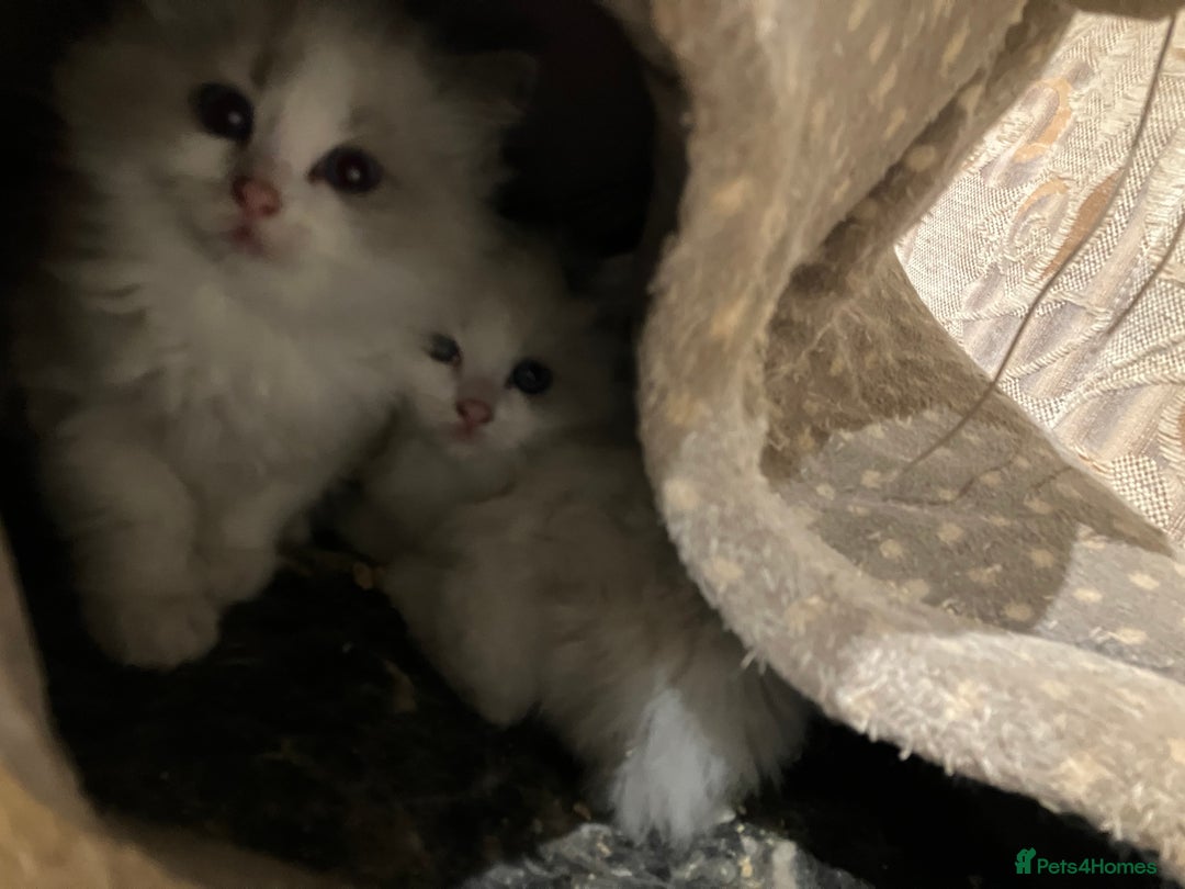 Ragdoll cats for sale: Stunning pure Ragdolls  - Advert 10