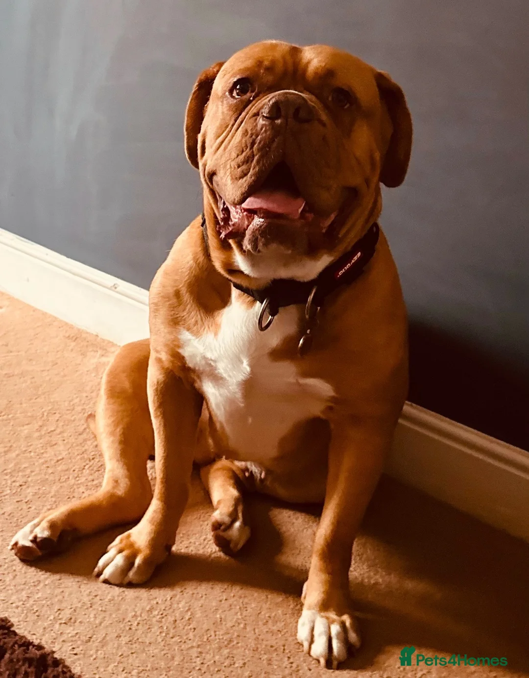 Dogue De Bordeaux dogs for sale: Dogue de Bordeaux  - Advert 2