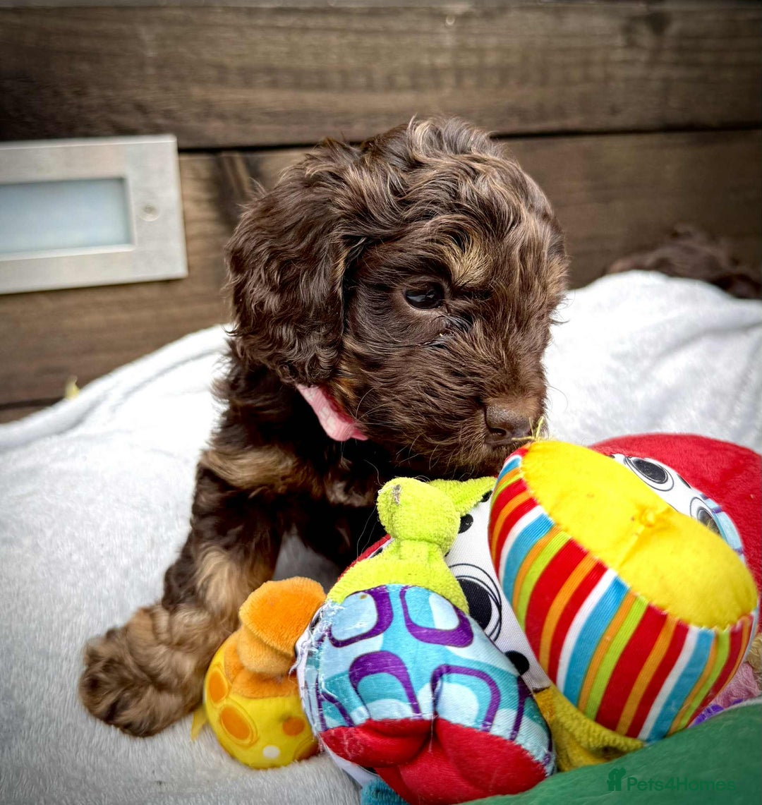 Cockapoo dogs for sale: 🤎🧡F1 Extensively Health Tested Cockapoos🧡🤎 - Image 20